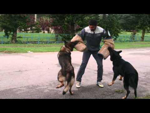 Vignaa Perform Bodyguard Training to Phonix and Pandora for the Dog Owner
