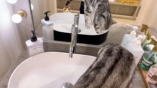 【猫カフェ】なにかあるのかな？？