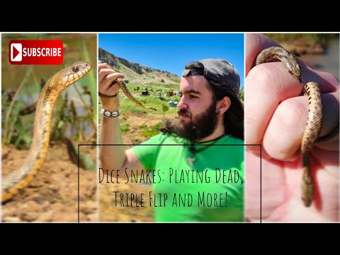 Dice Snakes: Playing Dead, Triple Flip and More!