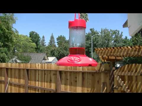 Female Anna's Hummingbird Courted By A Male