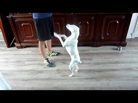 ratonero bodeguero andaluz Mossa with Vadim