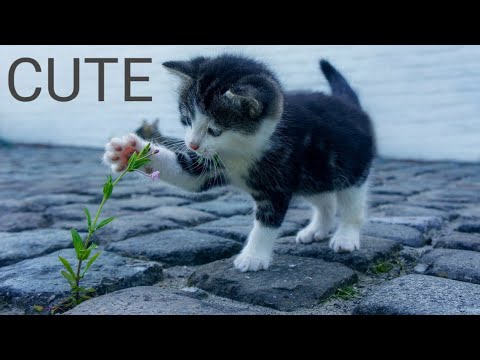 CUTE CATS ❤️FUNNY AND CUTE CAT VIDEO COMPILATION (2020)