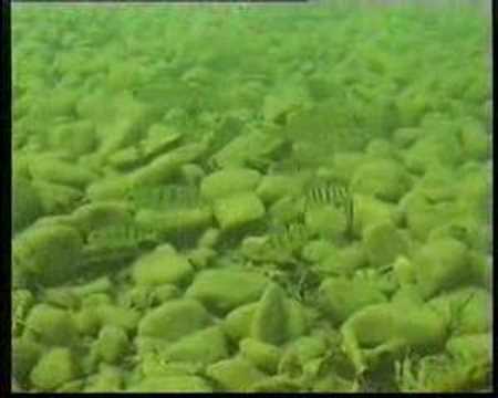 Fische im Ilsesee, Ilsesee,Augsburg,Bayern,Deutschland