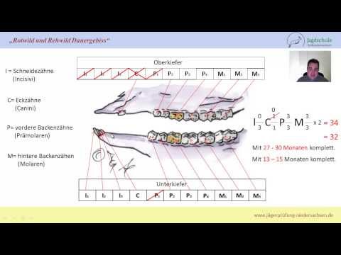 Jägerprüfung Niedersachsen Zahnformel Rotwild und Rehwild