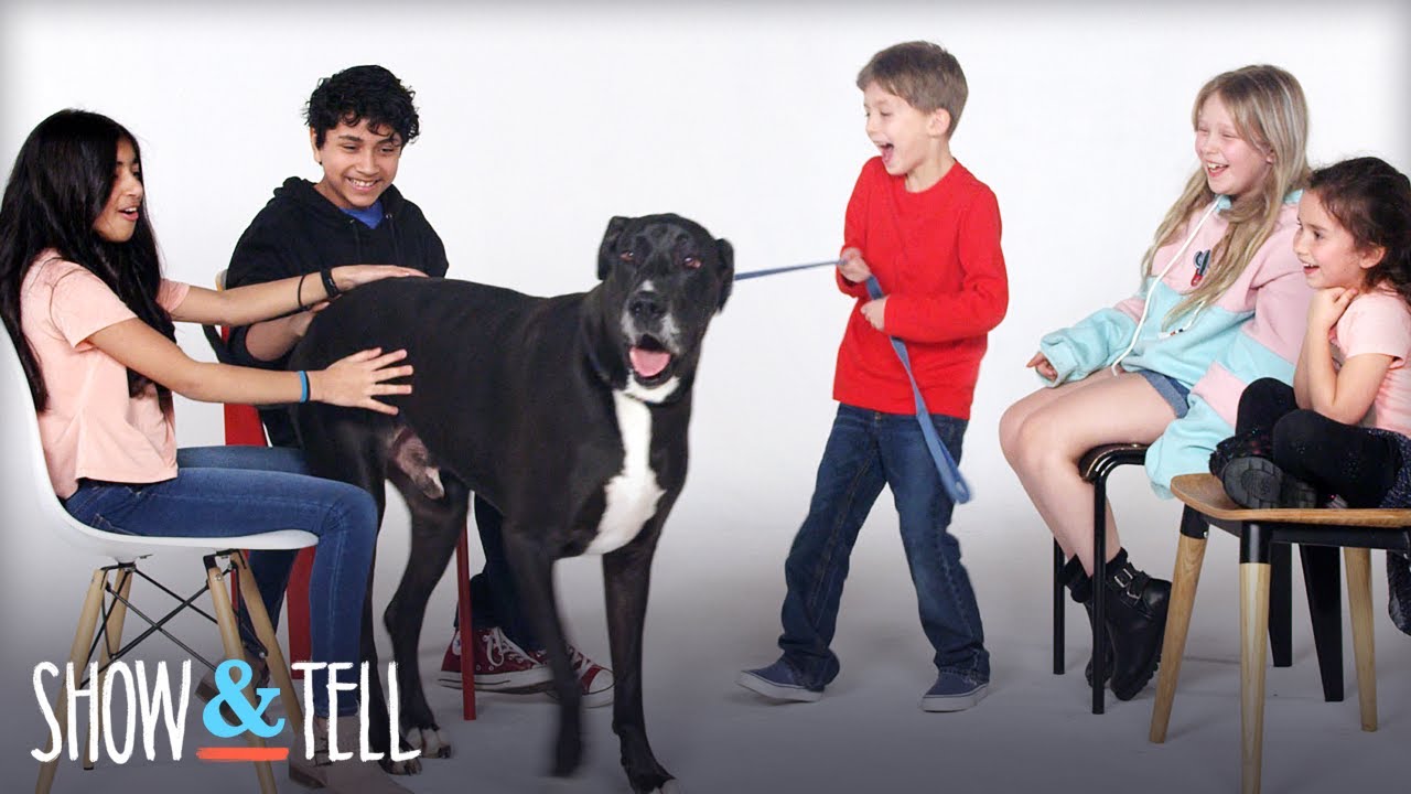 Show & Tell Pets | Show And Tell | HiHo Kids