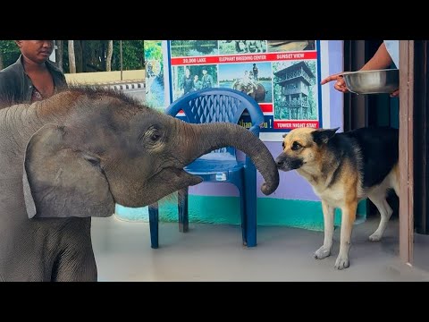 Funny Animals Odd Couples in the World 🤣 FUNNIEST ANIMALS Videos
