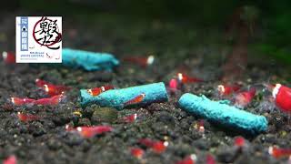 MK-Breed White Crystal Shrimp