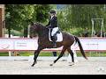 Jument - KWPN - 4 ans - Dressage - France