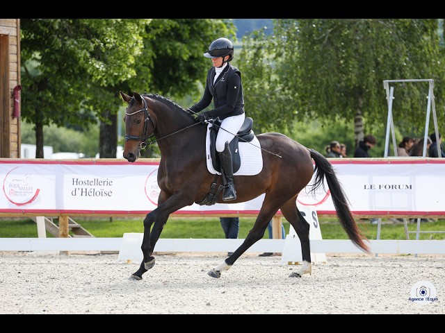Jument - KWPN - 4 ans - Dressage - France