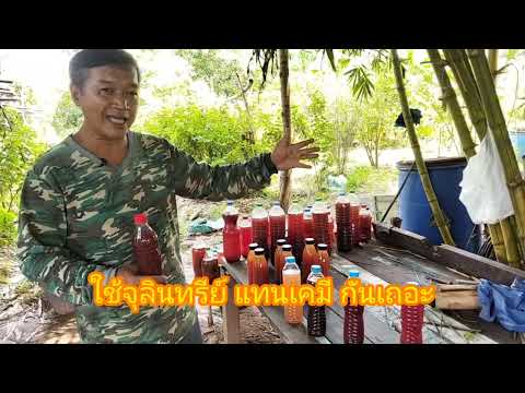 วิธีการดูสี จุลินทรีย์สังเคราะห์แสงจากใบทองหลางน้ำ