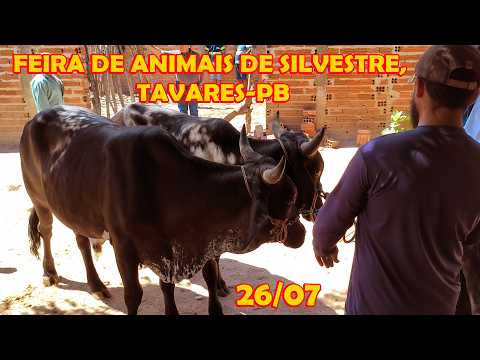 Feira de gado de Silvestre, Tavares-PB (26/07/26)