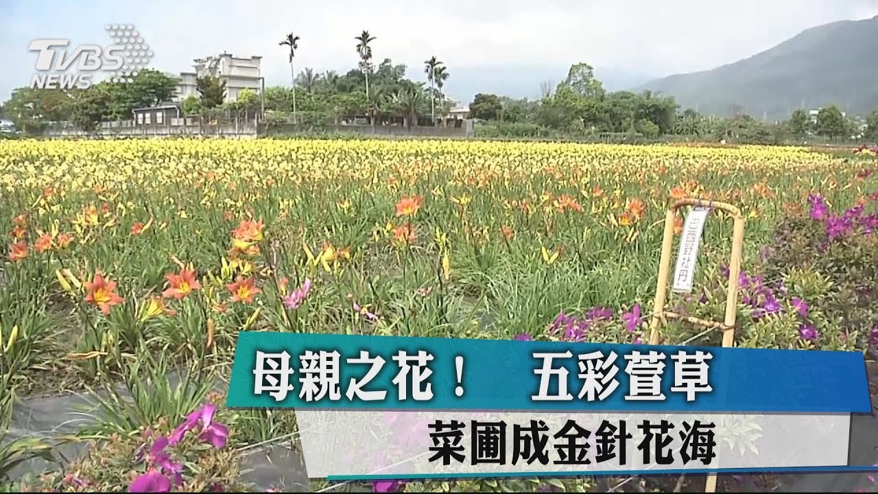 母親之花！五彩萱草　菜圃成金針花海
