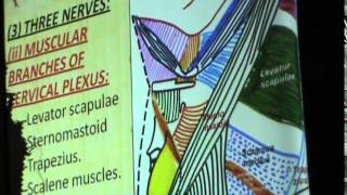 22) Dr. Abeer 17/11/2014 [ posterior triangle - external jugular vein ]