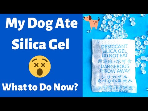 My Dog Ate Silica Gel | What To Do Now?