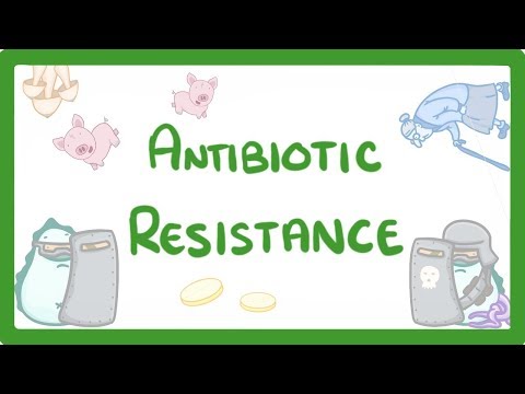 Kingdoms of Life Animals Plants Fungi Protoctists Bacteria and Viruses 1