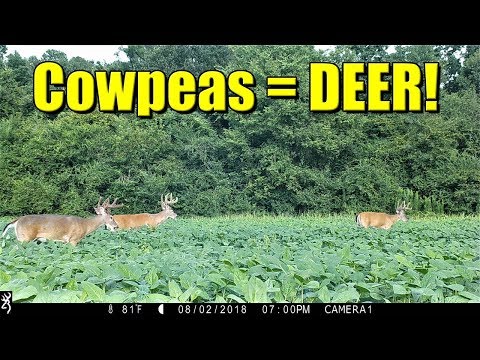 Cowpeas For Deer!  Update With Deer Pics & Video!