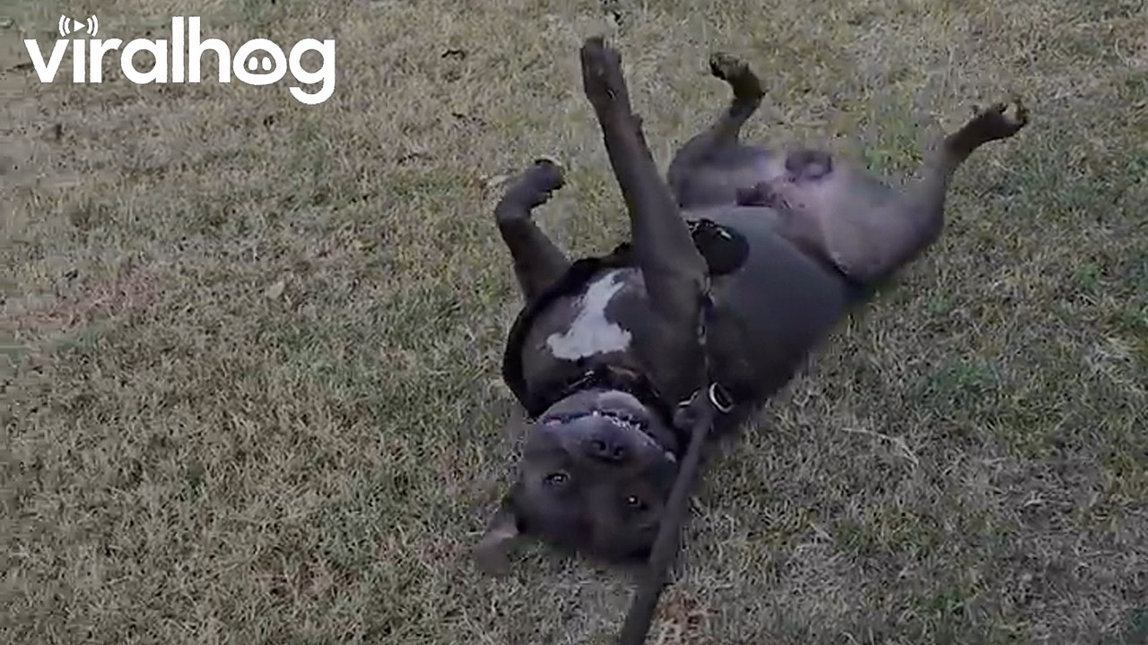 Ash the Pit Bull || ViralHog
