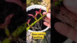 Download lagu Rose cutting grafting method #shorts #rose #plants mp3