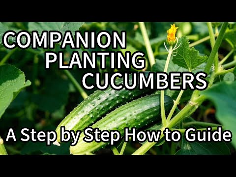 Don't Grow Cucumbers Alone! 🥒🥒 The Power of Companion Planting 🌿 Unlock Giant Cucumbers
