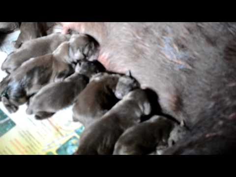 Primera Camada de Crystal by Rap of Willsam´s