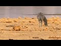 Lioness Attacking Alone Zebra In The Seaside Video