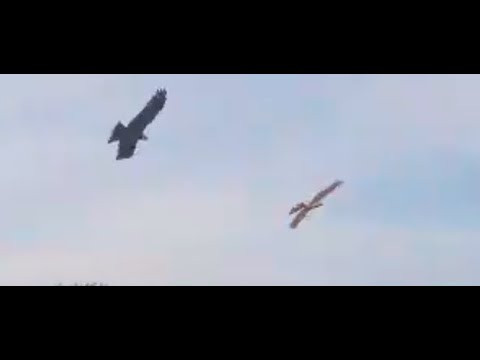 Eagle attacking ! ornithopter fake bird robird  india