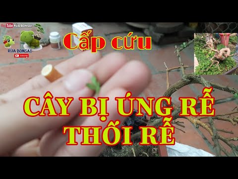 , title : 'RÙA BONSAI | Cách cứu chữa cây bị úng nước, thối rễ | Cách xử lý cây úng, thối rễ hiệu quả'