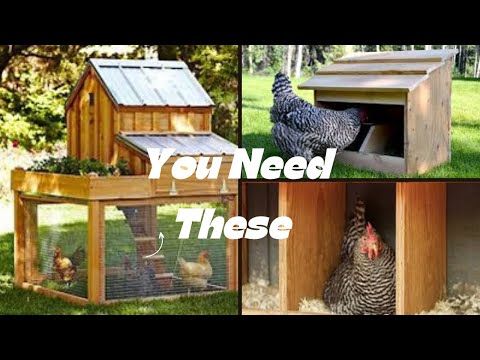 Must-Have Tools for Raising Backyard Chickens: A Comprehensive Guide