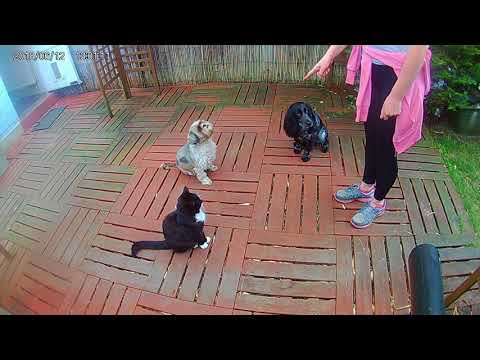 DogWalkersN8 Training with Paula Certified Behaviour Consultant (CBCC-KA) video.