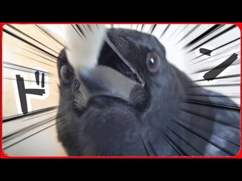 youtube-動物記事1970/01/01 09:00:00