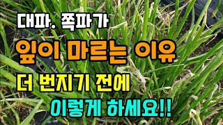 대파. 쪽파잎이 마르는 이유 더 번지기 전 이렇게 하세요  #대파병해충
