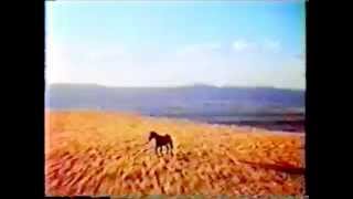 Brett Fuentes - Wild Horses