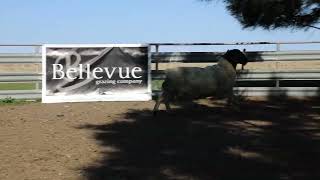 Download lagu LOT 113 DORPER RAM 210233 mp3