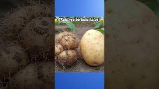 Download lagu Kentang Jembut! Umbi Lokal Namanya Bikin Salah Fokus 🤣 mp3