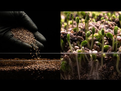 Growing Chia Seeds - 5 Days Time Lapse