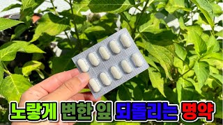 노랗게 변한 잎 초록색으로 되돌리는 방법