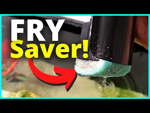 YouTube video about: How to prevent fish from getting stuck in filter?