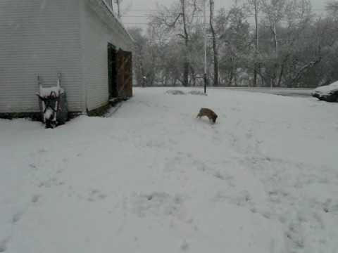 Wilhelmina the dog first snow in Riceburg Quebec