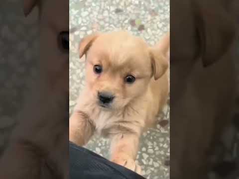 dog 🐕## subscribe please ✅✅