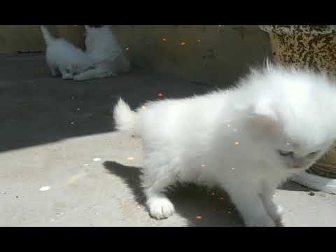 #Persian-Cat-with-its_kitten 😸