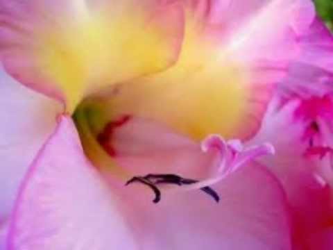 Audio Bible Read by Henderick Van Dyke Psalm 31 60