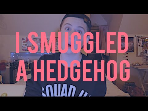 I Smuggled A Hedgehog...