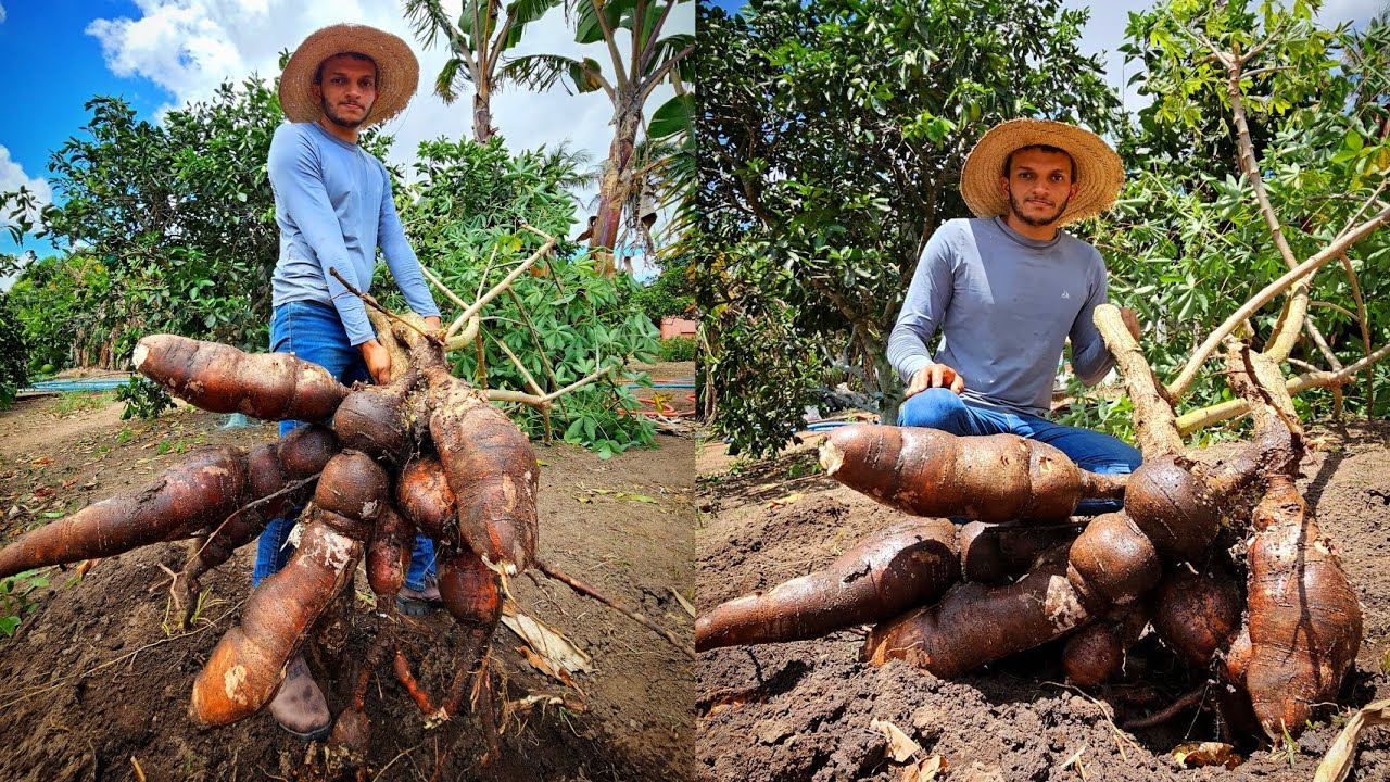 Harvesting GIANT cassava and an incredible white bar cake recipe