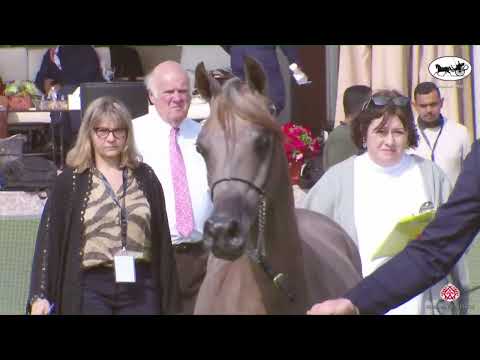 N 28 MEZNAH ALMUAWD   PSAIAHF 2023   Yearling Fillies Class 1B