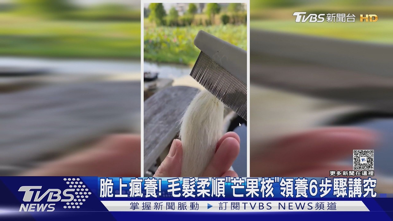 影音／芒果核變身療癒寵物！「養毛」技巧大公開　網瘋曬毛孩造型