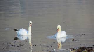 Promise Me by Emma Forman