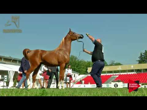N.40 PIEKNY PAN - 2017 Pride Of Poland - Yearling Colts (Class 4)