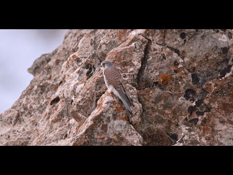 The Velvet Queen; Catching an accidental glimpse of her...