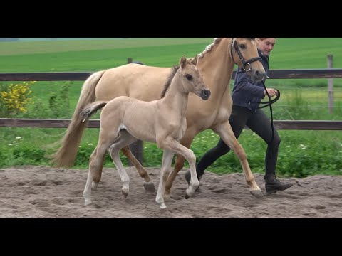 *2021 Stute von Für Immer Du - Creme Brülee vH NRW