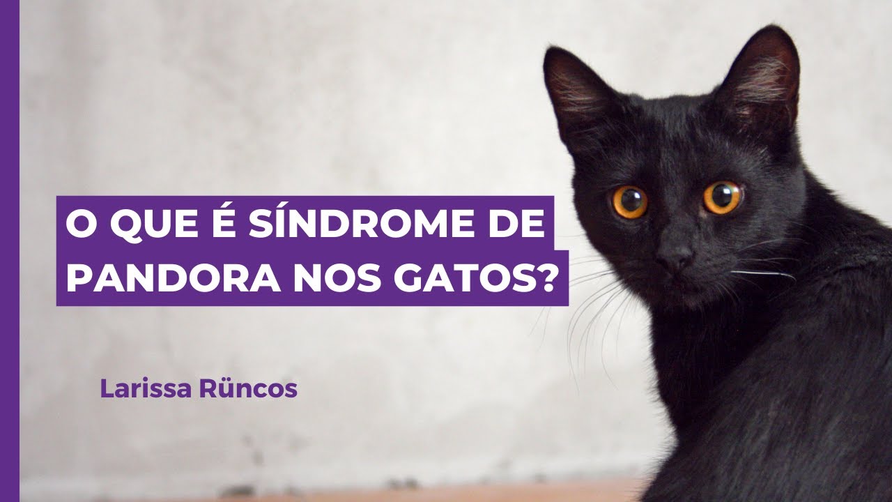 O QUE É SÍNDROME DE PANDORA NOS GATOS?